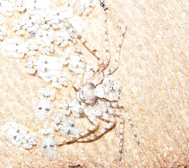 Sotto la corteccia del platano: ragni e pseudoscorpioni